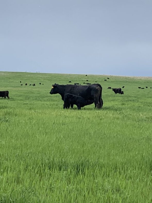 cows in spring.