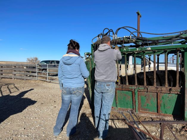 two people working calves together.