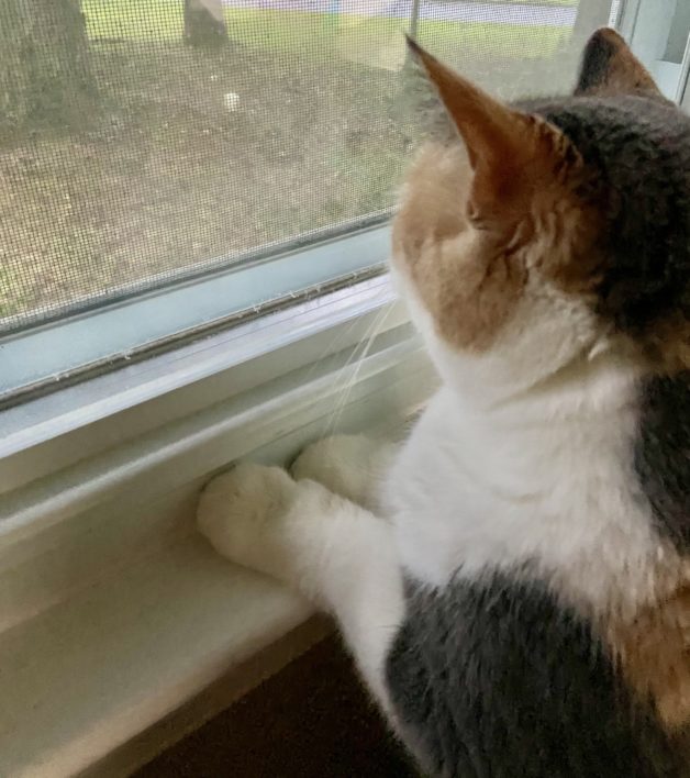 cat with paws on windowsill.