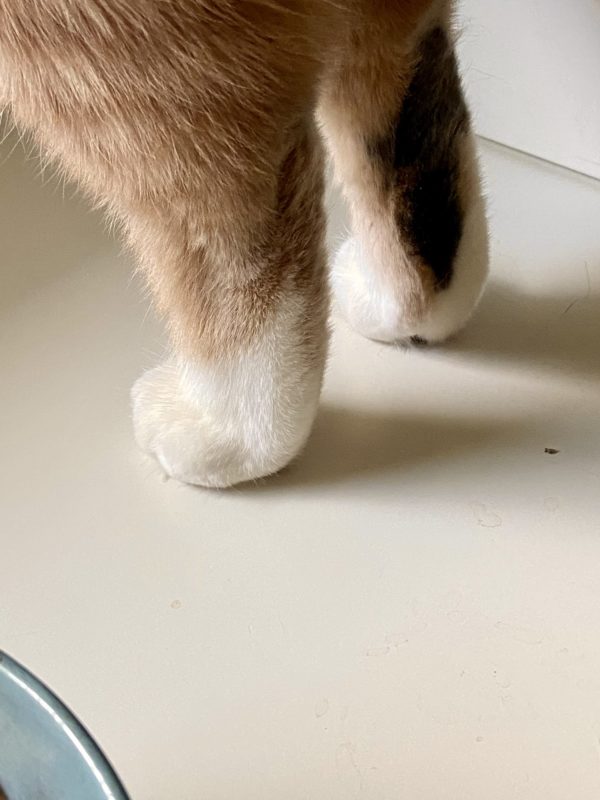 cat feet.