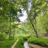 path in the woods.