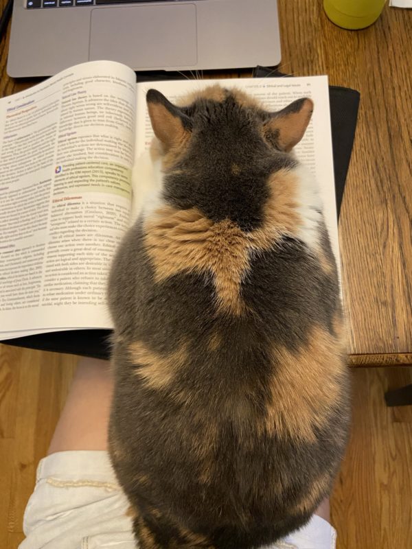 cat sitting on book.