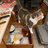 cat standing on drawer.