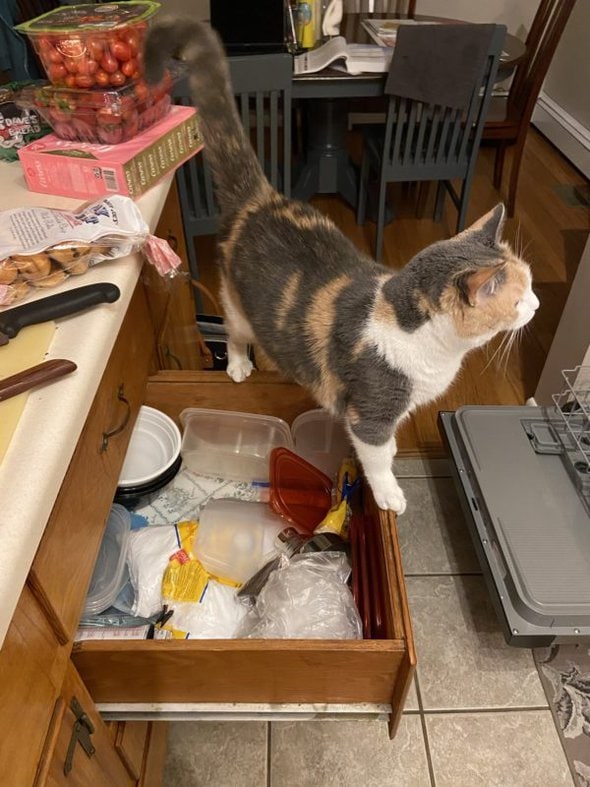 cat standing on drawer.