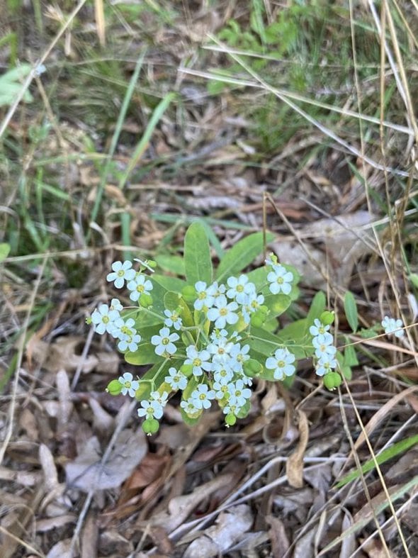 little white flowers.