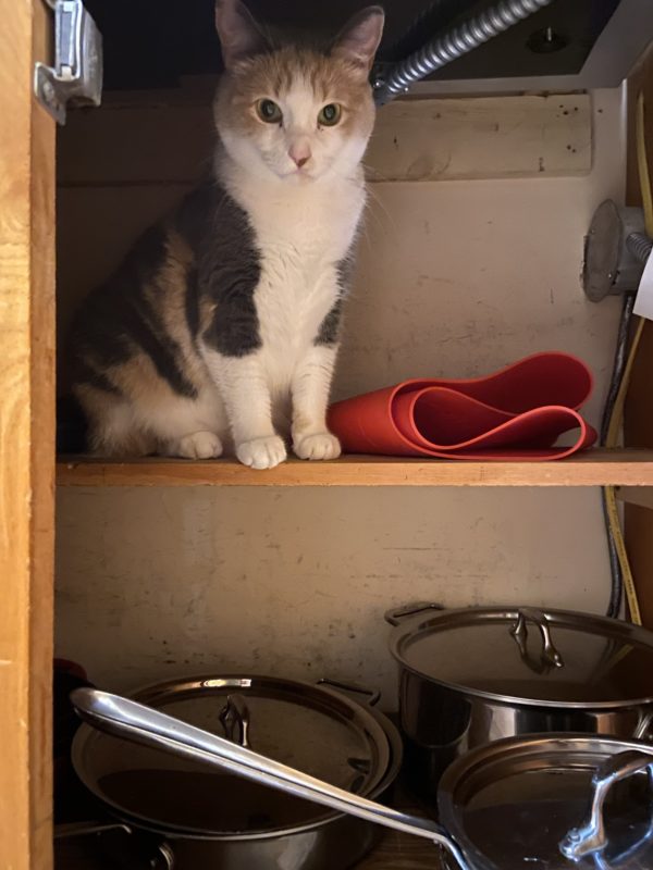 cat in cabinet.