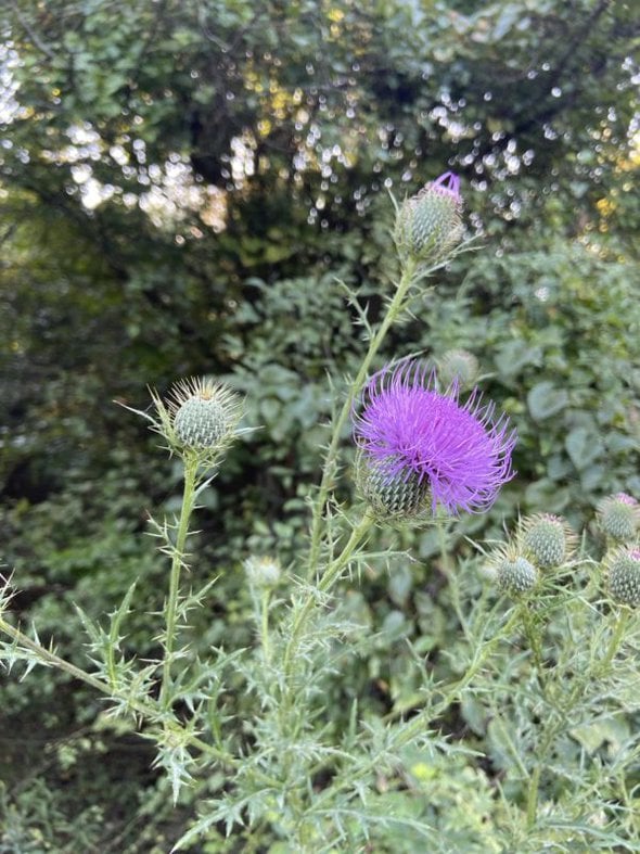 purple flower.