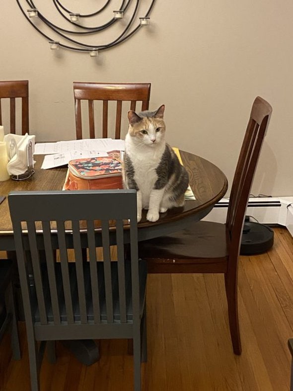 cat on table.