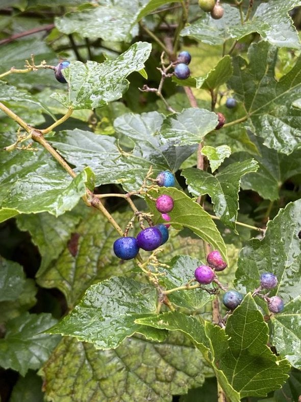 rain on a porcelain berry bush.