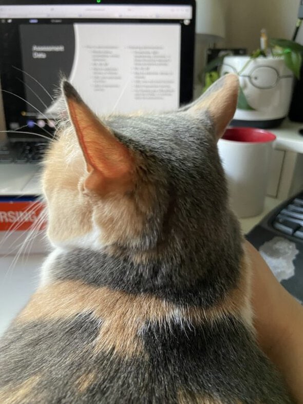 cat in front of laptop.