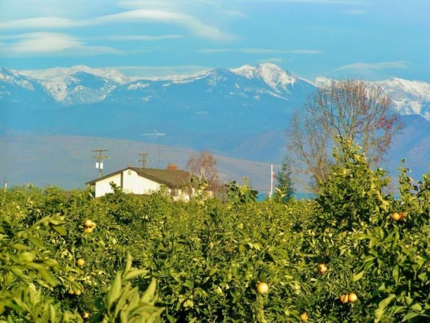 house in a citrus farm.