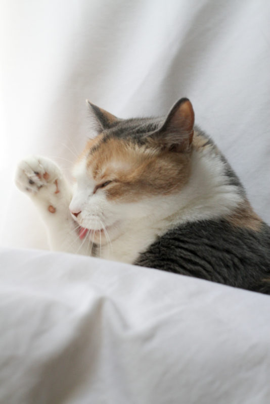 cat cleaning herself.