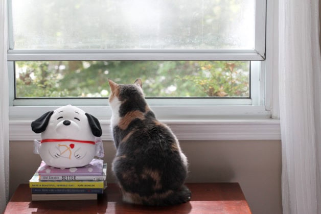 cat looking out window.