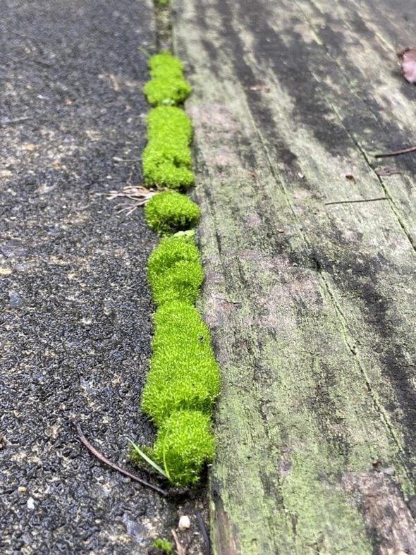 line of green moss.