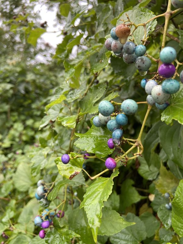 porcelain berries.