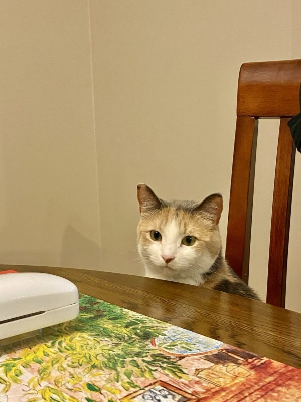 cat sitting at table.