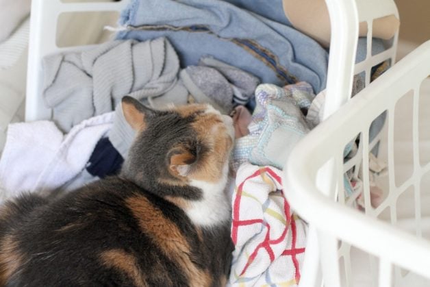 cat napping in laundry basket.