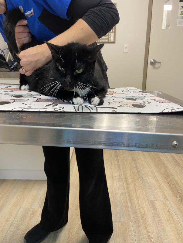 cat on a vet table.