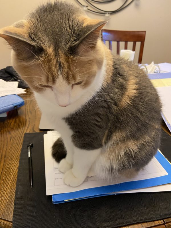 cat sitting on folder.