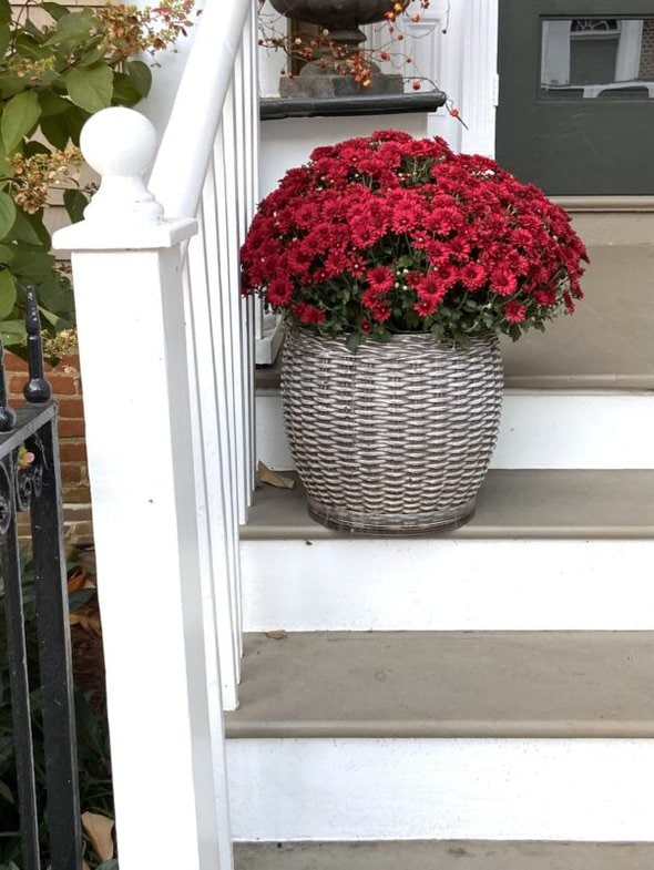 red mums in a basket.