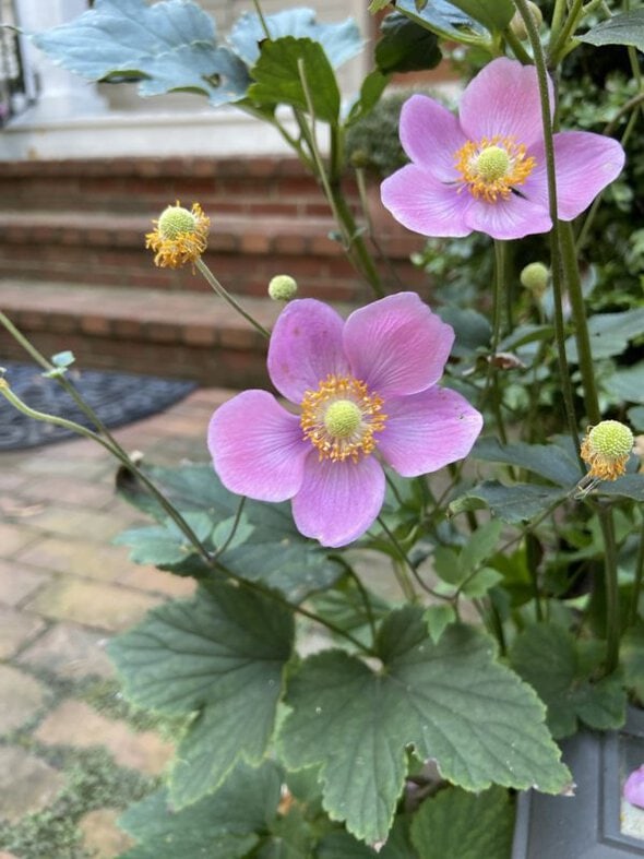 pink flowers.