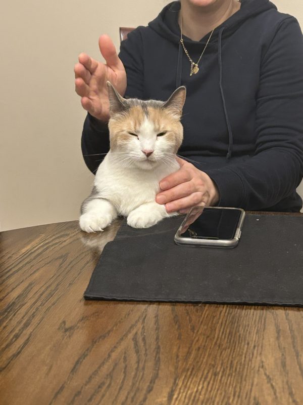 cat on Kristen's lap.