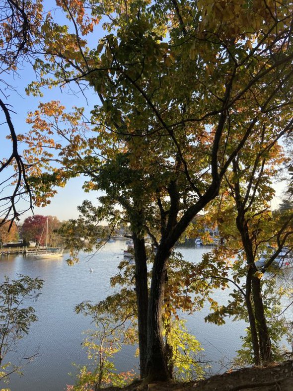 sun shining on fall trees.