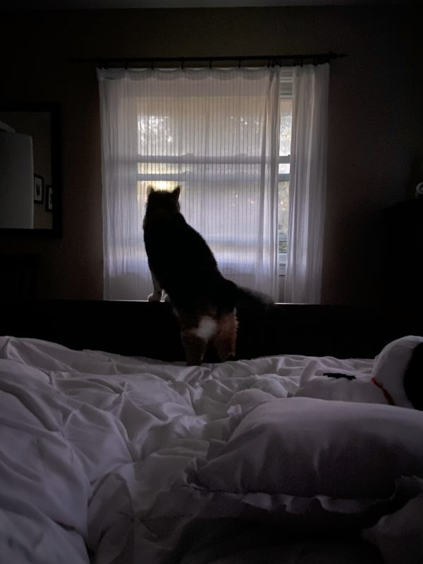 cat propped up on foot of bed frame.