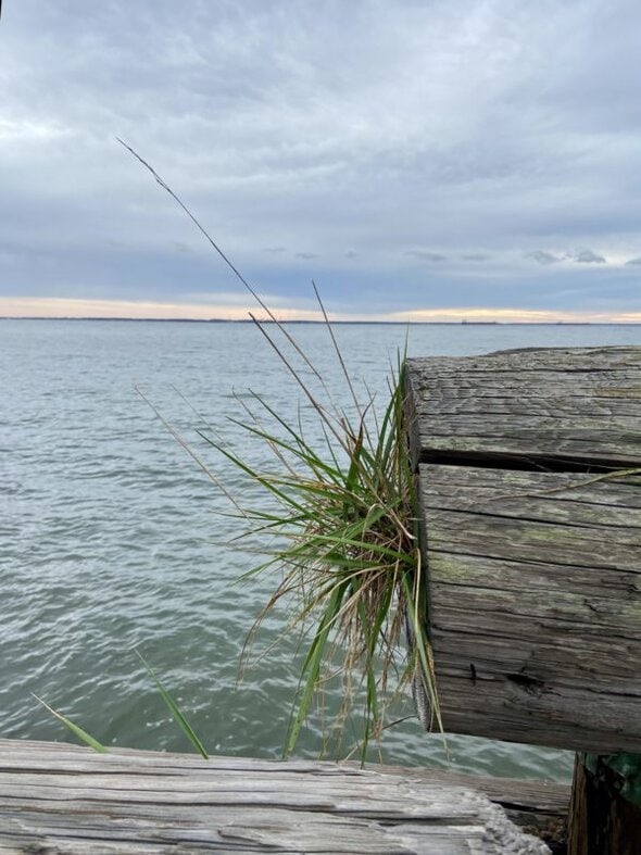 grass growing out of the end of a log.