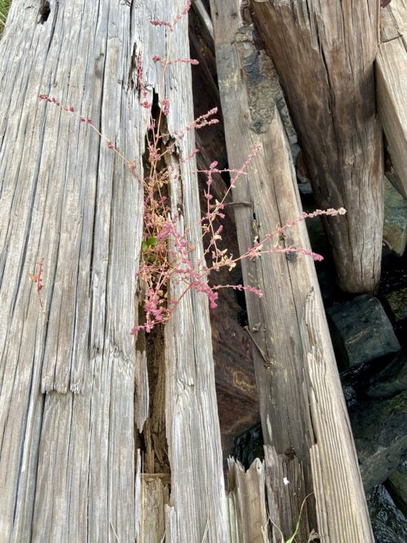 pink weed in a log.