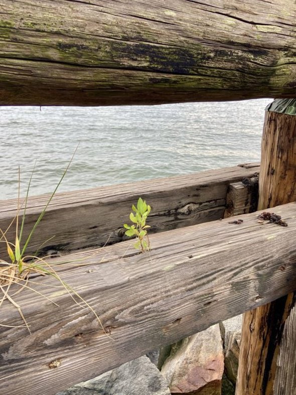 small green plant growing in a log.