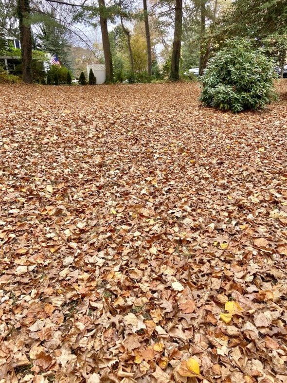 yard covered in leaves.