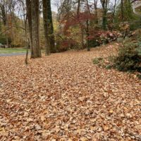 yard covered in leaves.