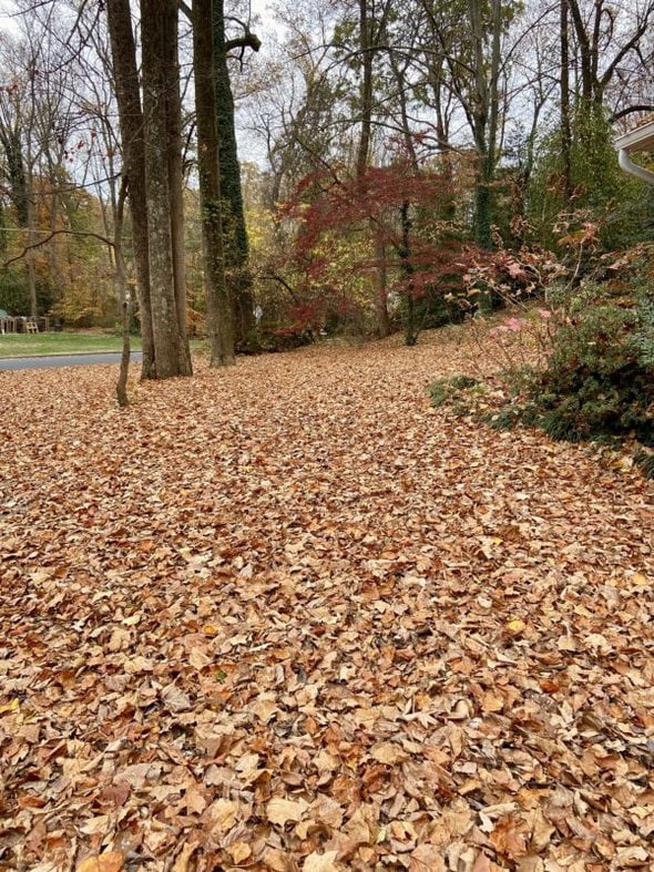 yard covered in leaves.