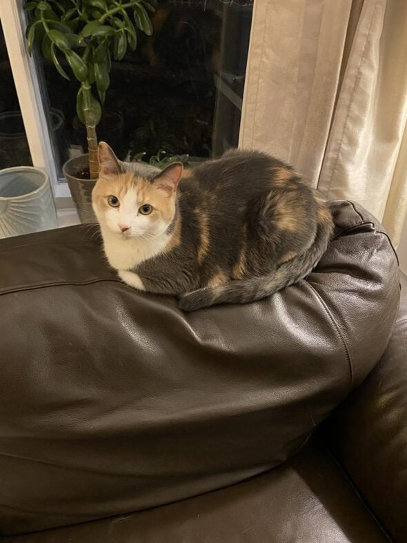 cat sitting on couch.