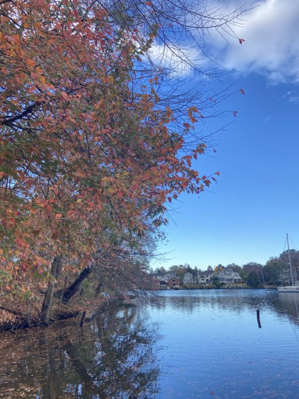 trees by a creek.