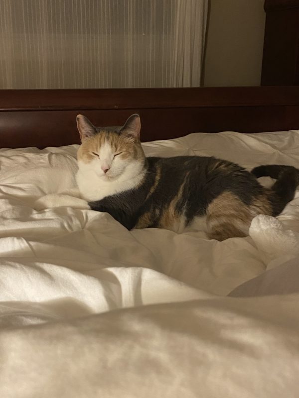 cat sleeping on bed.