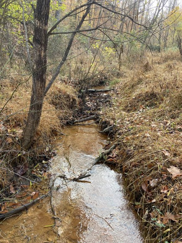 stream in the woods.