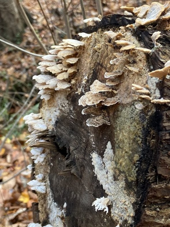 mushrooms on a log.