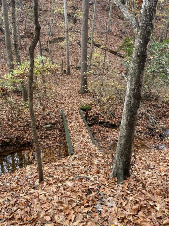 bridge in the woods.