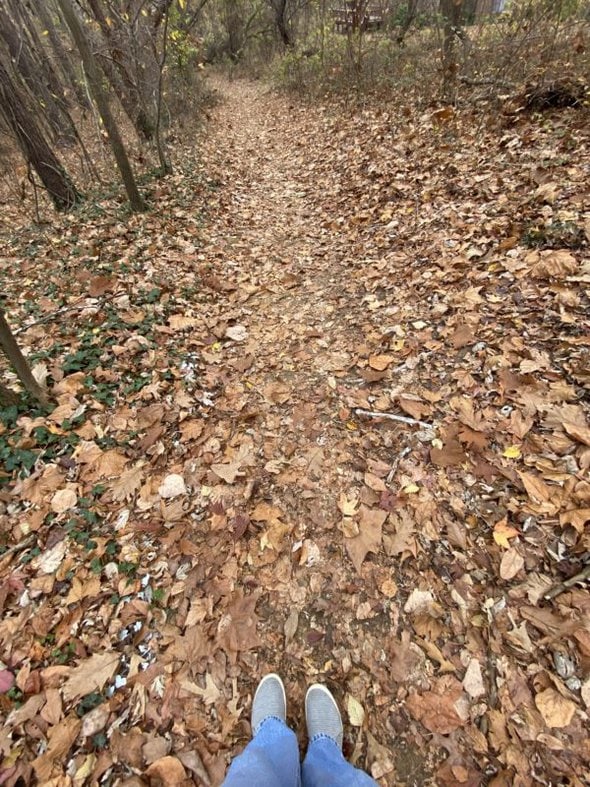 leafy trail.