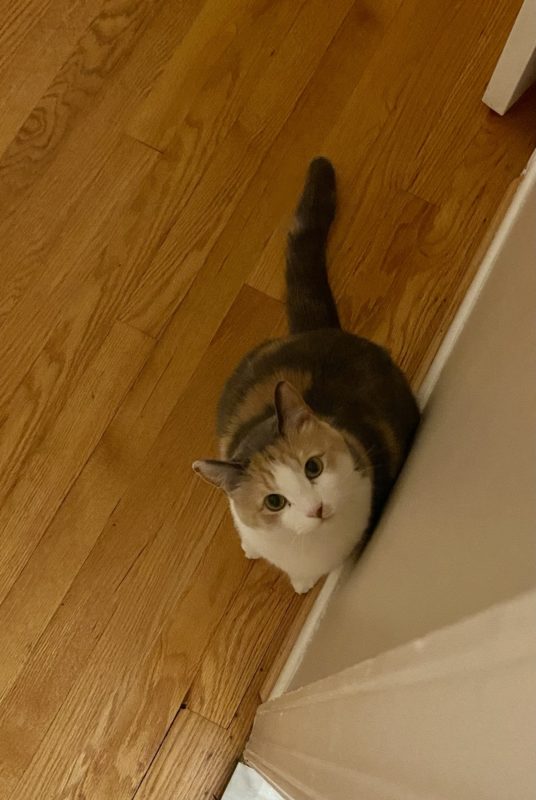 cat looking up a wall.