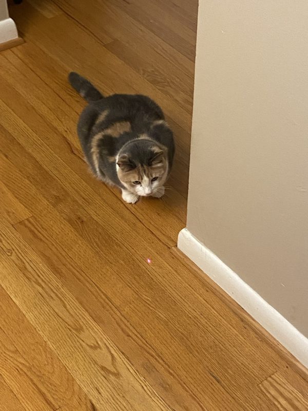 chiquita looking at a laser pointer dot.