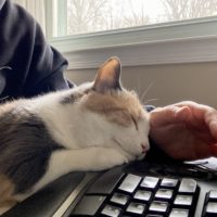 cat sleeping on keyboard.