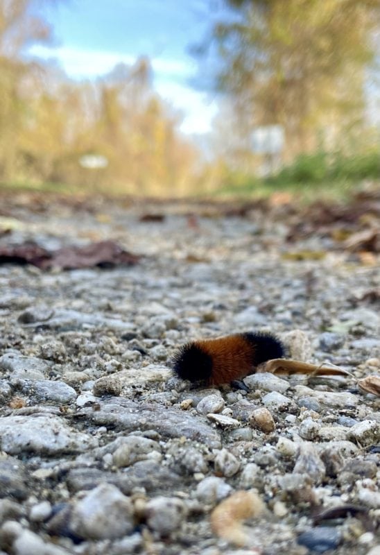 wooly bear caterpillar.