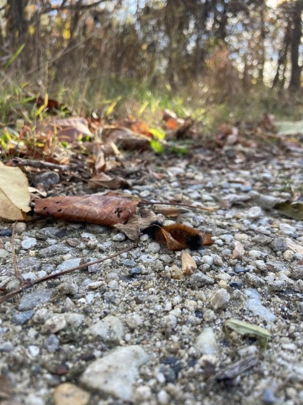 caterpillar in leaves.