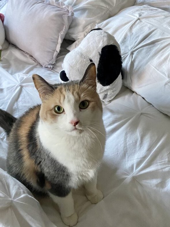 cat sitting on bed.