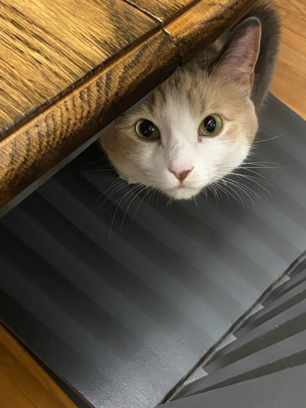 cat peeking from under table.