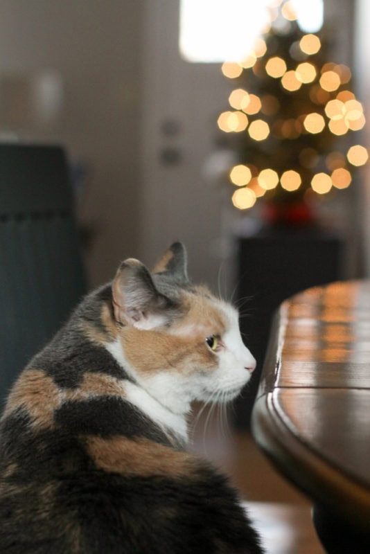 cat in front of a Christmas tree.