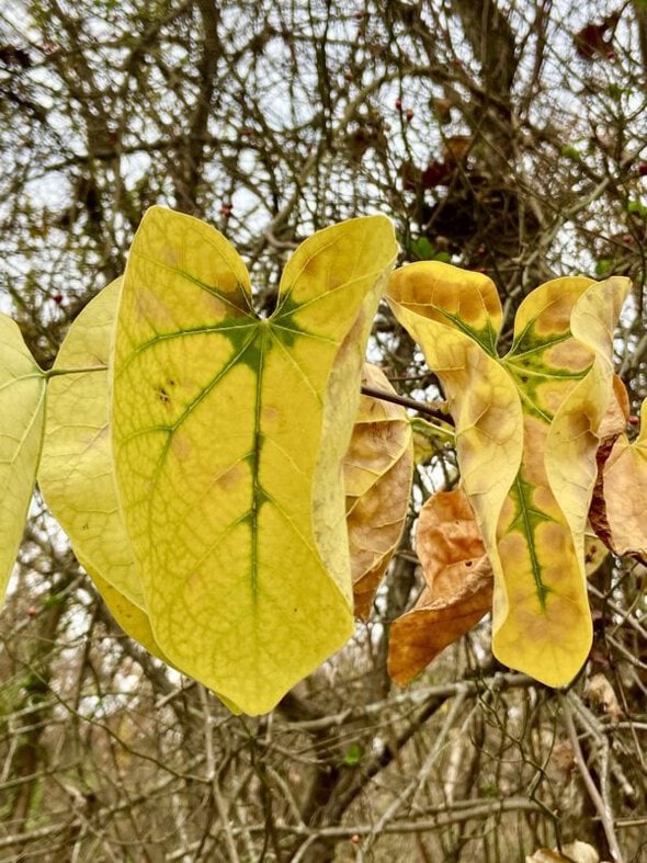 yellow leaves.